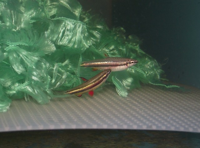 During courtship the male nudges the vent of the female and attempts to lead her into the spawning medium, in this case a yarn mop.