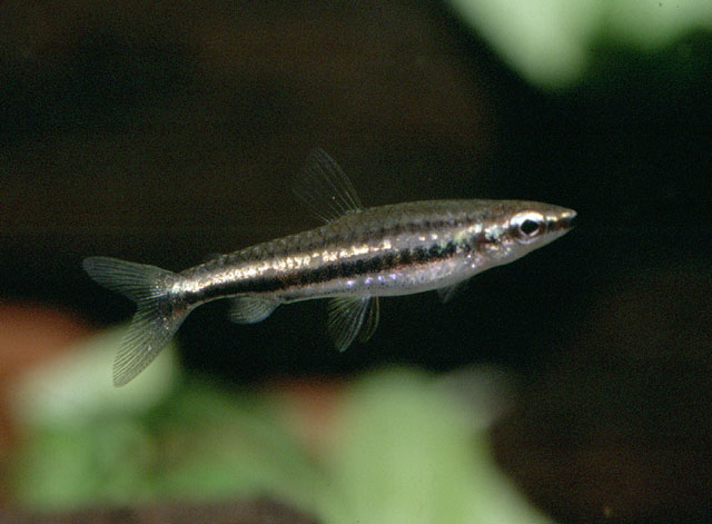 N. marilynae is rare in the aquarium trade...