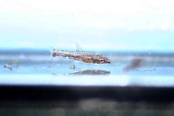 Aquarium-bred fry at 6 weeks of age.