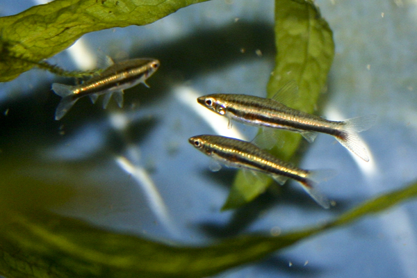 N. minimus is the second-smallest member of the genus.