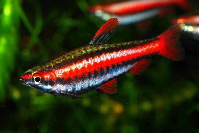 Adult male individual.