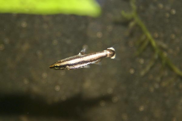 By 8 weeks the fry are beginning to display adult colour pattern.
