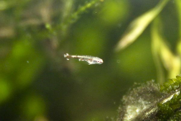 Free-swimming, aquarium-bred fry.