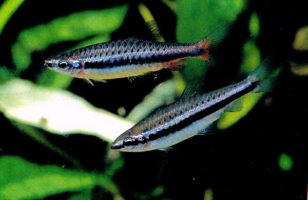 Adult pair of N. nitidus, male at top.