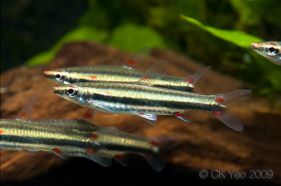 Like all pencilfishes this species does best when maintained in a group.