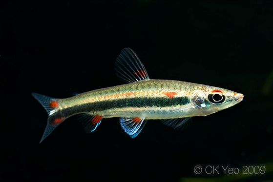 Male individual of the 'super red' form.