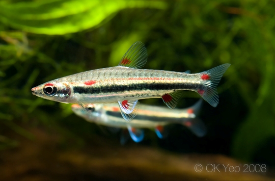 The 'super red' form has a red stripe running more-or-less continuously from opercle to caudal peduncle.