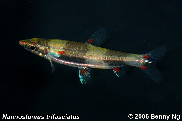 Male of the 'normal' form displaying nocturnal colour pattern.