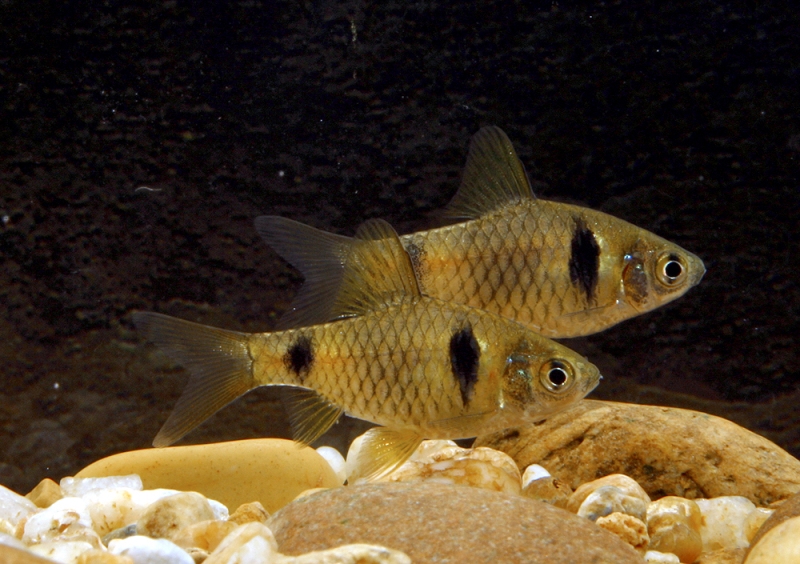 Wild-collected adult males.