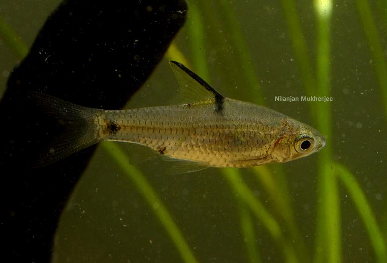 This species is almost unheard of in the aquarium hobby.