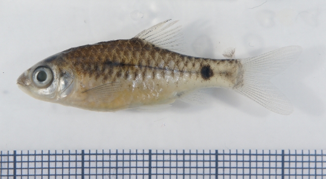 Preserrved specimen from the aquarium trade.