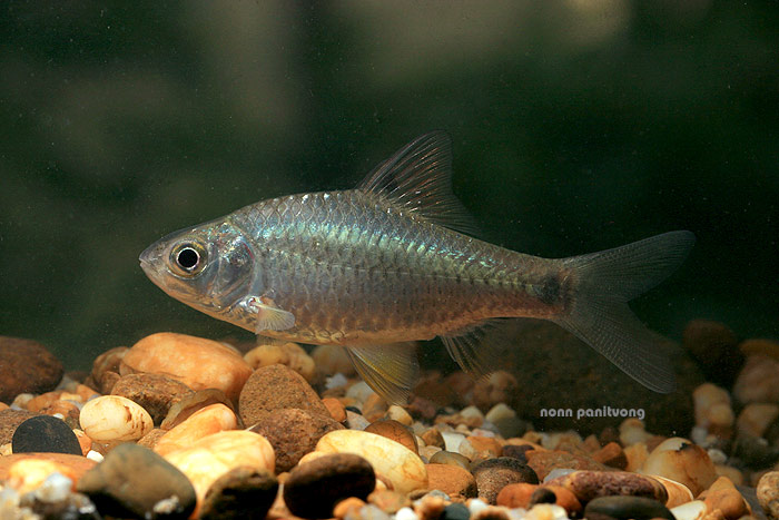 Subadult individual from Thailand.