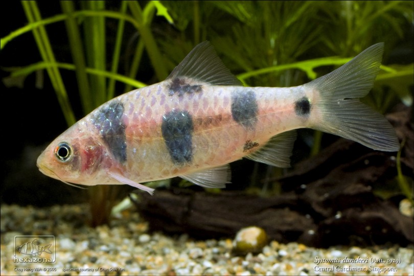 Wild specimen from the Central Catchment Nature Reserve, Singapore.