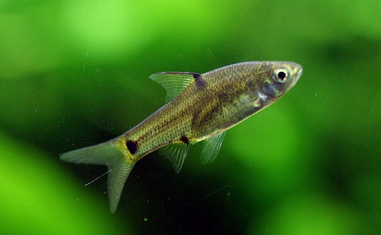 This species possesses a distinctive black spot above the anterior anal-fin base....