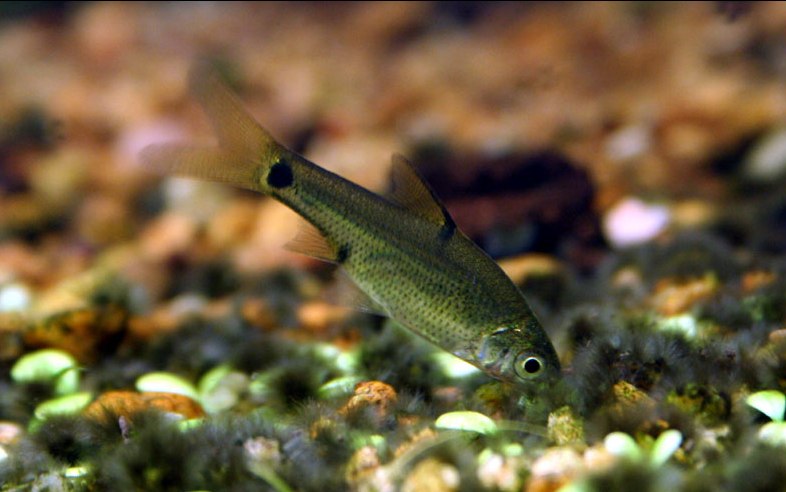 ...and is best maintained with similarly-sized, peaceful fishes.