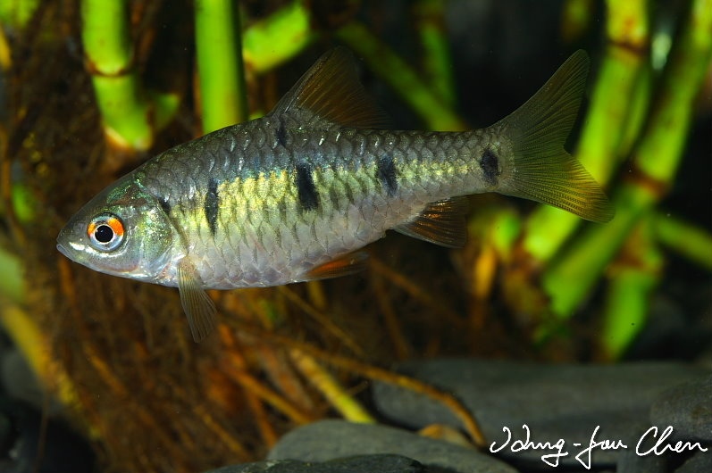 Adult male specimen from the aquarium trade.