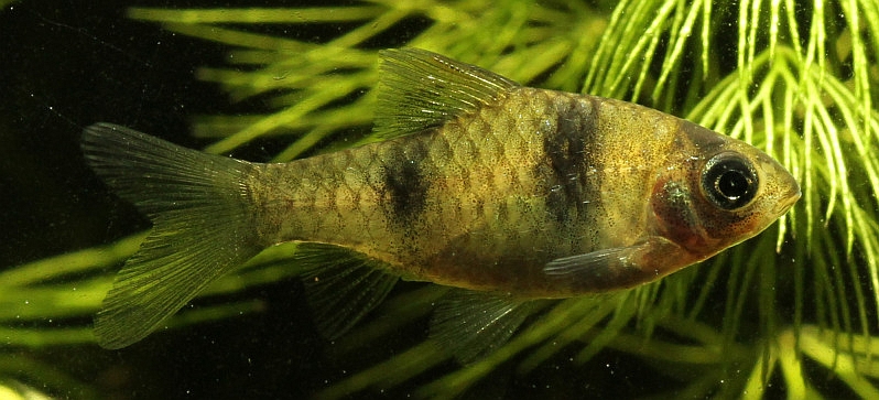 This fish appears to be an undescribed species.