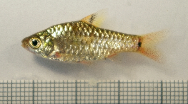 Specimen from the aquarium trade.