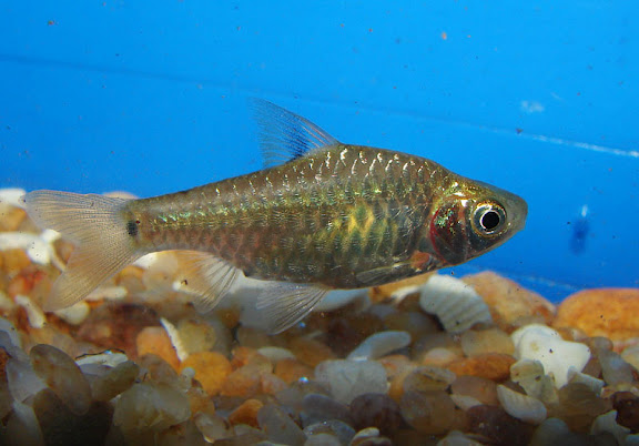 Possible female individual.
