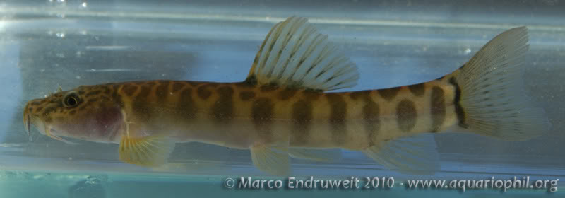 Subadult individual.