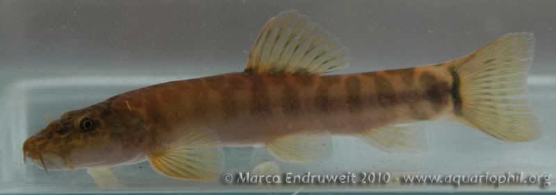 Probable adult female.