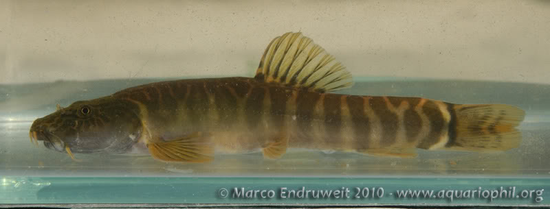 Another male.
