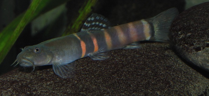 Adult male specimen with barred colour pattern.