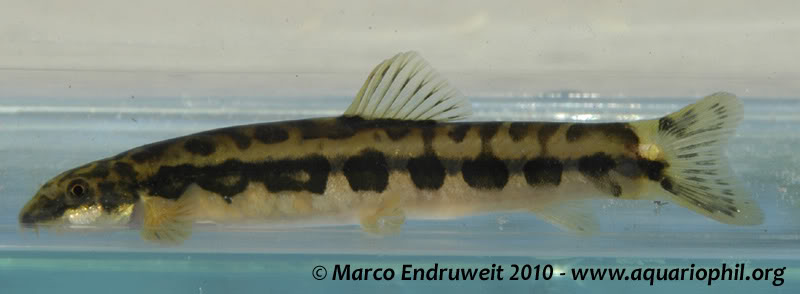 Specimen from the Nanlahe River, Yunnan province, China.