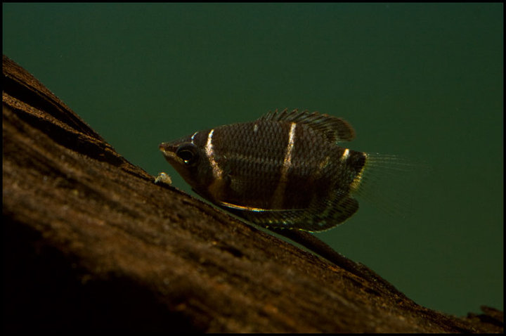 Specimen from the Indian aquarium trade.