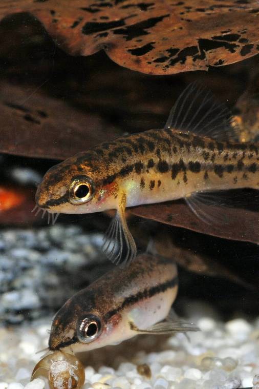 Male with aberrant colour pattern above, 'normal' male below.