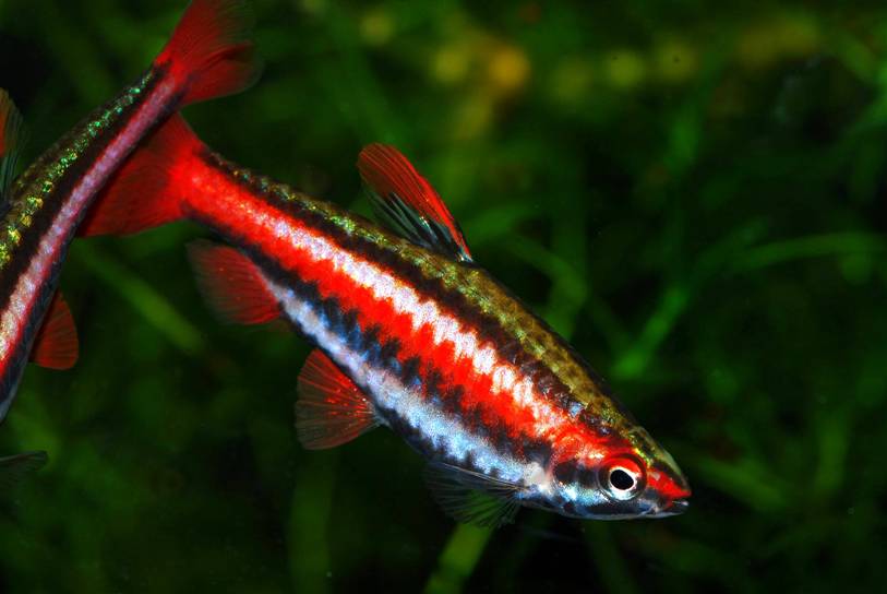 Only males possess bright red colouration on the body.