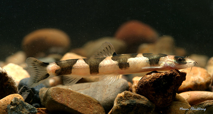 Adult specimen.