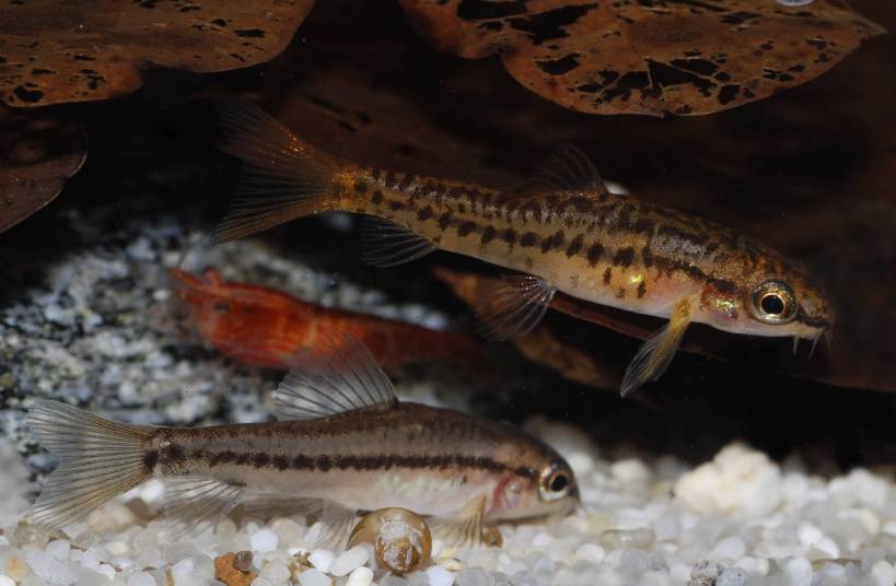 Slightly aberrant male specimen with a greater number of dark spots and blocthes on the body then normal.