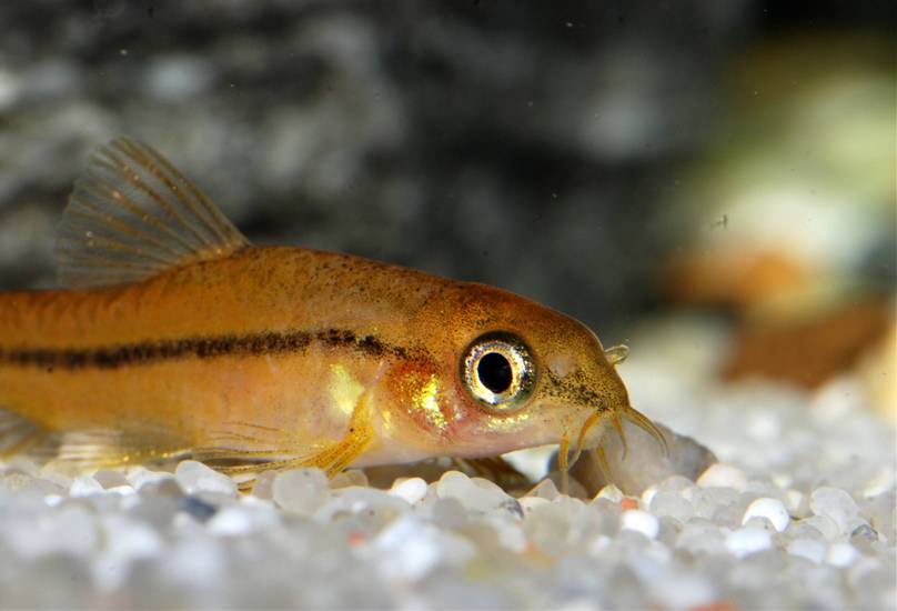 Detail of head and anterior portion of body.