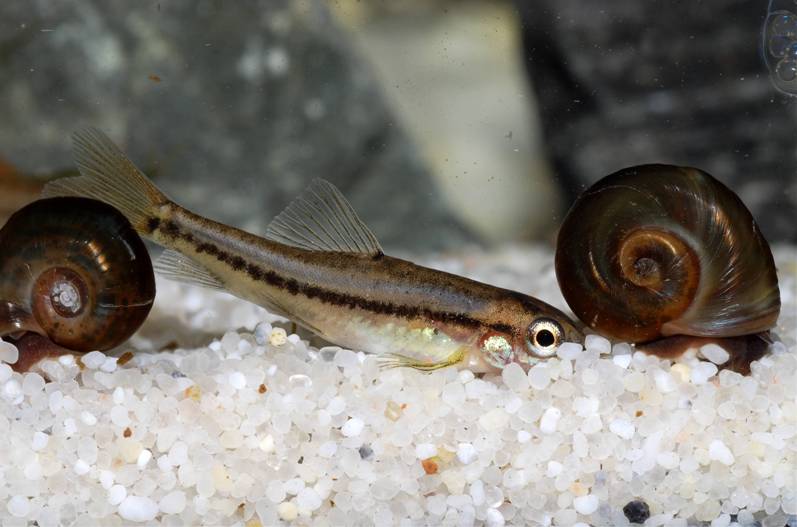 The small size of the fish is clearly demonstrated here when compared with the aquatric snails.