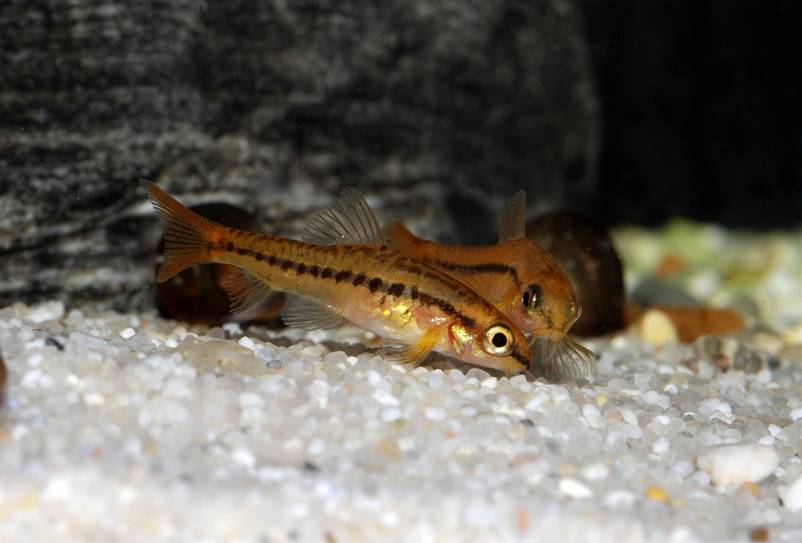 The same aberrant male as in the previous image, starting to come into breeding condition.