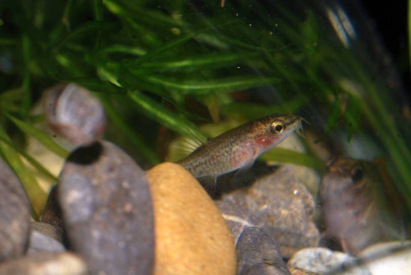 Females are rarely traded since the highly-coloured males are worth more to collectors.