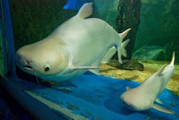 Heavily-stunted, leucistic pangasiids back at the shop having outgrown their aquarium. What now for these fish?