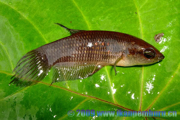 Freshly-collected specimen. Note the iridescent gold flank scales, a feature lacking in its closest relative B. anabatoides.