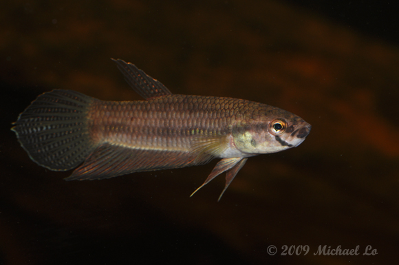 Adult male.