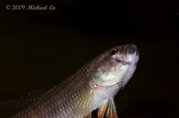 View of dorsal surface of head.
