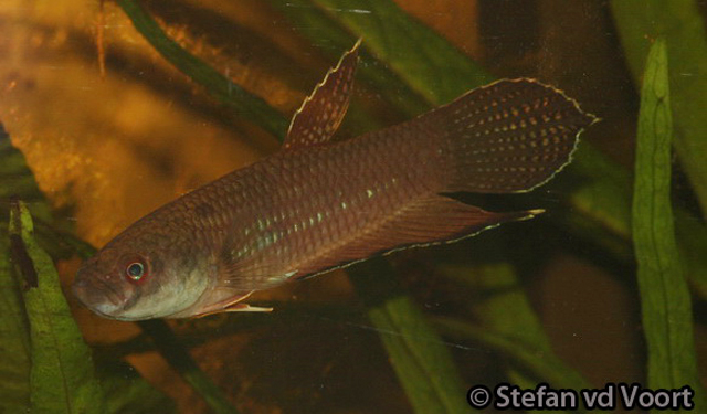 Adult male in neutral mood.
