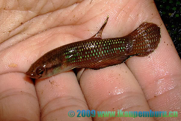 Specimen from the habitat in the previous image.