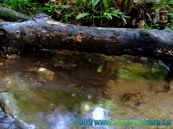 Habitat in the lower Kapuas river basin, West Kalimantan province, Indonesian Borneo.