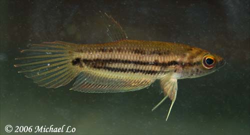 Specimen collected from the Batang Kayan river system in Sarawak state, Malaysian Borneo.
