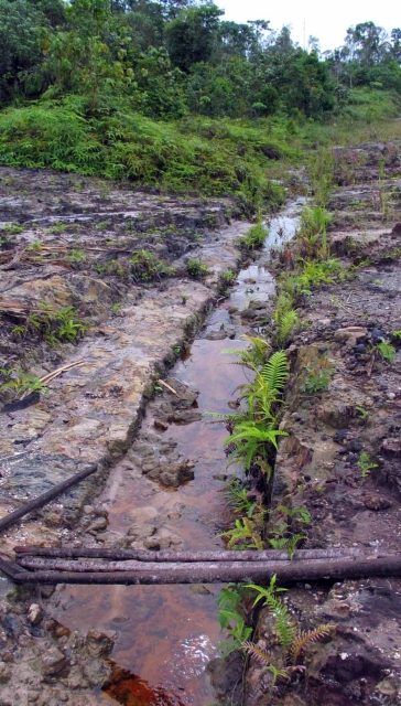 Habitat in Matang District, Sarawak, Malaysia.
