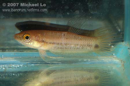 Another specimen from Anjugan.