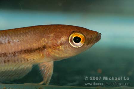 Betta midas 2