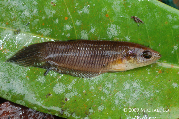 Freshly-collected adult from the Kerangas habitat.