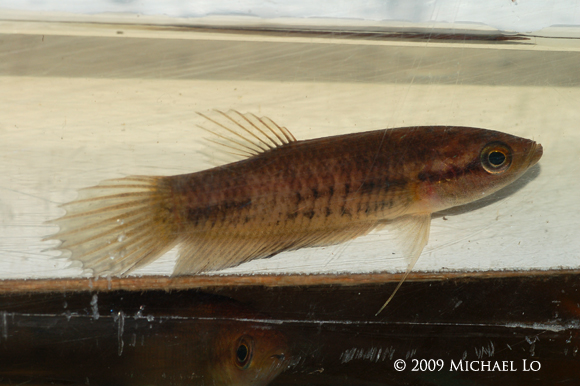 Specimen from Kerangas forest.